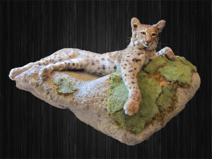WILD TO WALL - BOBCAT