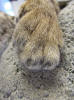WILD TO WALL - TOES