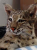 WILD TO WALL - CLOSE UP