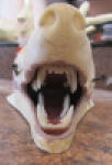 WILD TO WALL - MOUTH CLOSE UP
