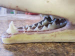 WILD TO WALL - SIDE OF MOUTH