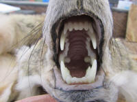 WILD TO WALL - MOUTH CLOSE UP