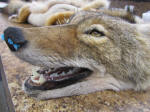 WILD TO WALL - COYOTE PINNED