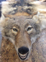 WILD TO WALL - COYOTE HEAD