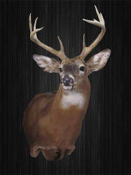 WILD TO WALL WHITETAIL