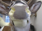 WILD TO WALL - NOSE CLAY