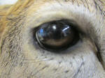 WILD TO WALL - EYE DETAIL
