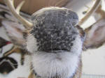 WILD TO WALL - NOSE PAD