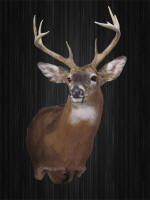 WILD TO WALL WHITETAIL 3