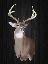 WILD TO WALL WHITETAIL